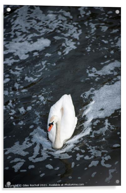 Swan swimming in a body of water Acrylic by Giles Rocholl