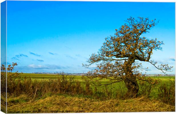 Country landscape at Hullbridge, Essex Canvas Print by Peter Bolton