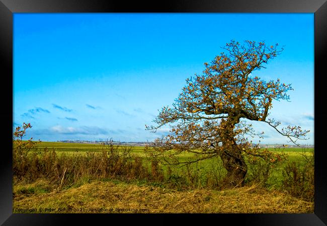Country landscape at Hullbridge, Essex Framed Print by Peter Bolton