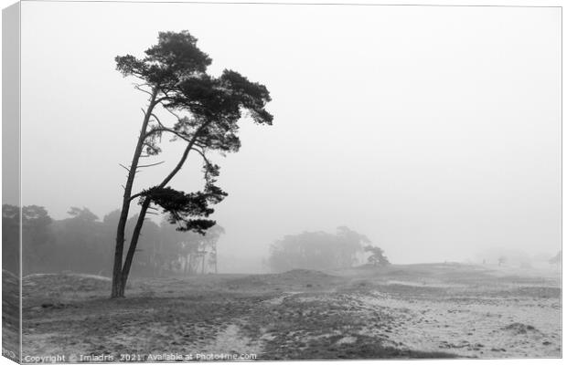 Misty Day, Wekeromse Sand, Netherlands, Mono Canvas Print by Imladris 