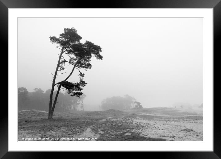 Misty Day, Wekeromse Sand, Netherlands, Mono Framed Mounted Print by Imladris 