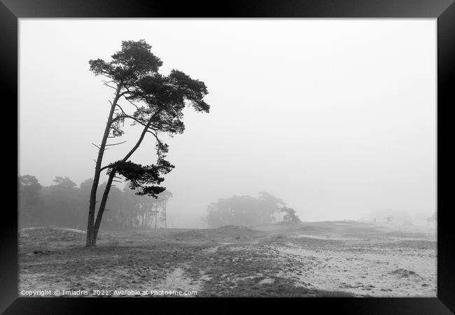 Misty Day, Wekeromse Sand, Netherlands, Mono Framed Print by Imladris 