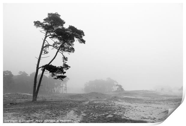 Misty Day, Wekeromse Sand, Netherlands, Mono Print by Imladris 