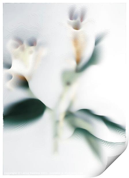 White lily Print by Larisa Siverina