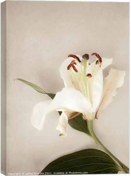 White lily Canvas Print by Larisa Siverina