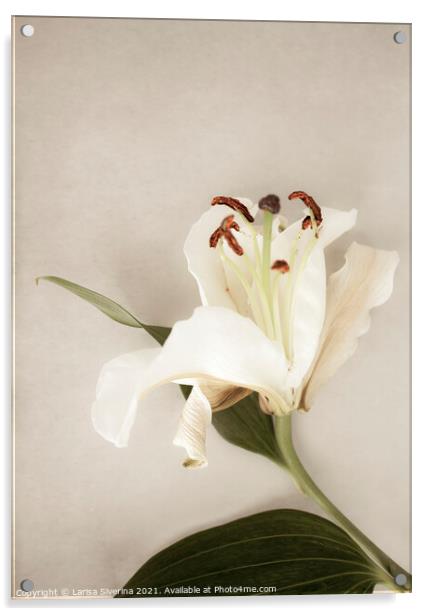 White lily Acrylic by Larisa Siverina