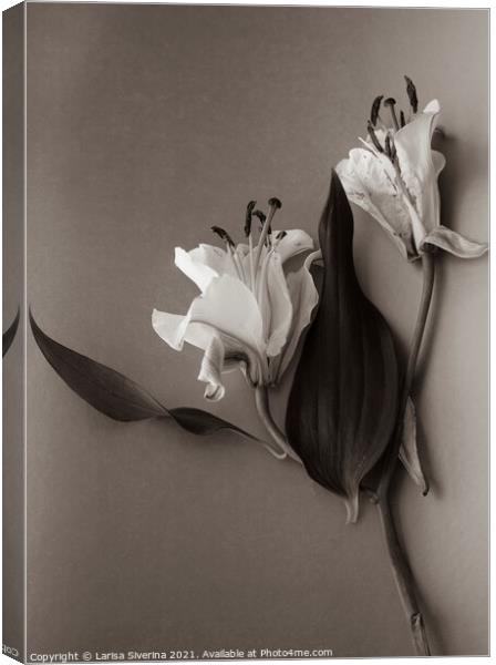 White lily Canvas Print by Larisa Siverina