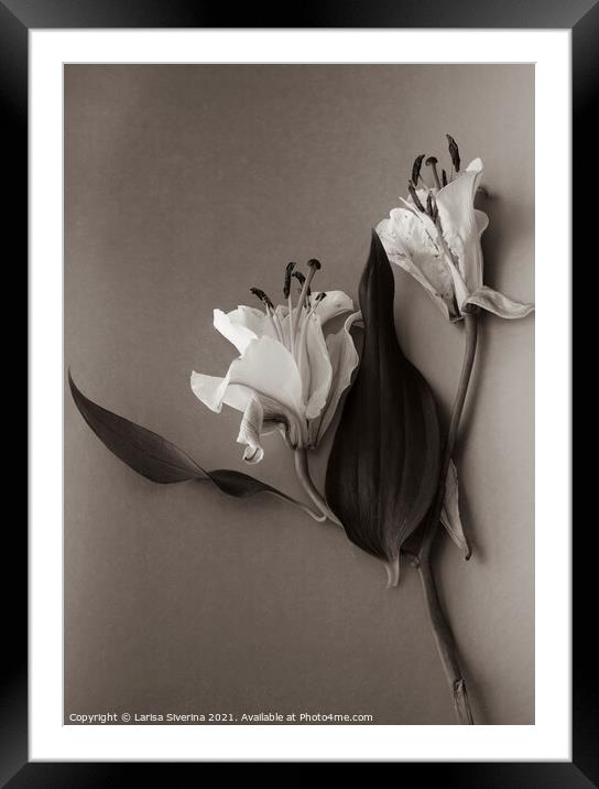 White lily Framed Mounted Print by Larisa Siverina