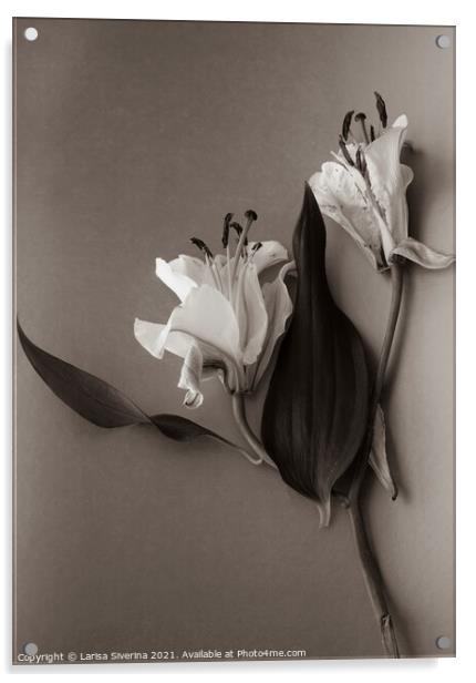 White lily Acrylic by Larisa Siverina
