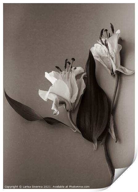 White lily Print by Larisa Siverina