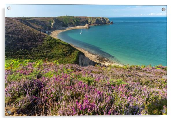 flowering heather at Cap Frehel Acrylic by peter schickert