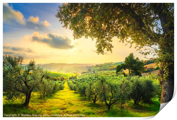 Maremma panorama and olive trees at sunset. Print by Stefano Orazzini