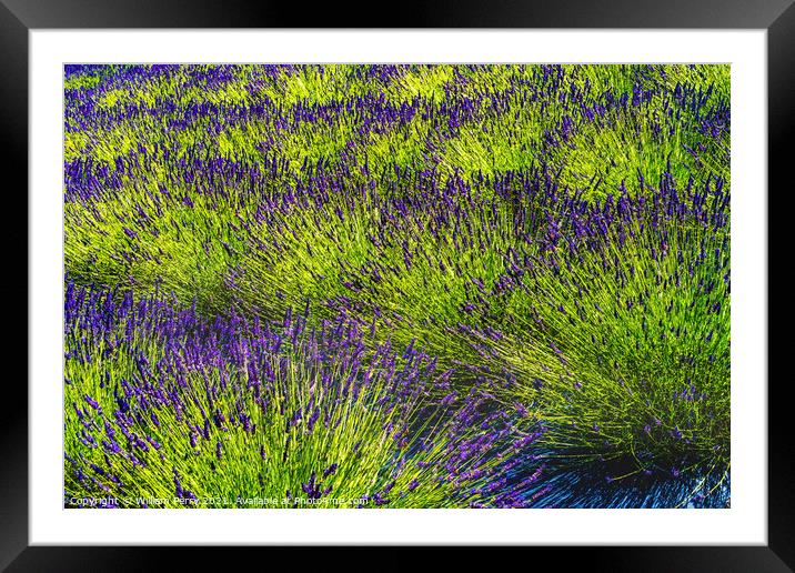 Purple Lavender Blossoms Blooming Patterns Abstract Washington  Framed Mounted Print by William Perry