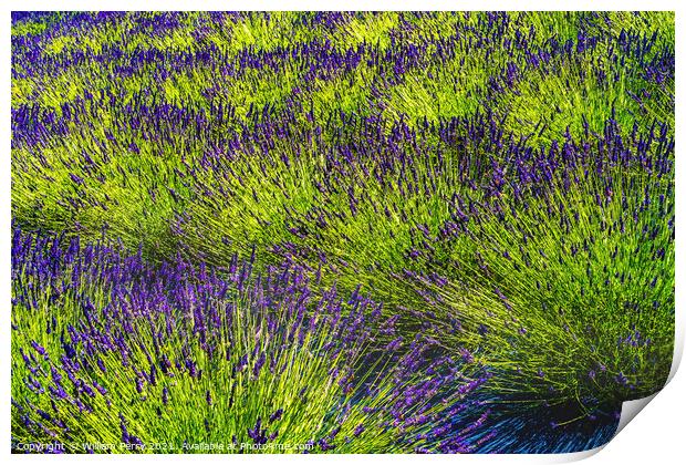 Purple Lavender Blossoms Blooming Patterns Abstract Washington  Print by William Perry