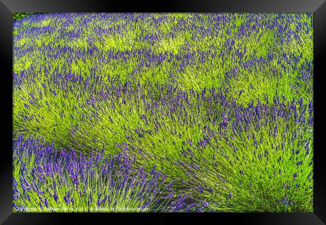 Purple Lavender Blossoms Blooming Patterns Abstract Washington  Framed Print by William Perry