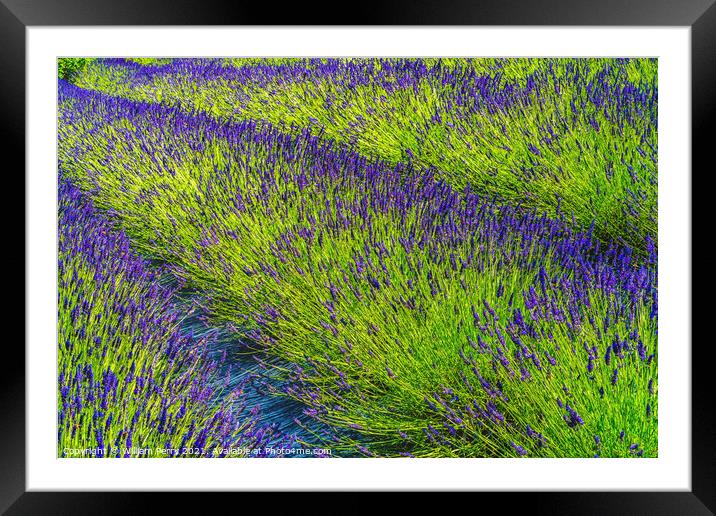 Purple Lavender Blossoms Farm Blooming Patterns Abstract Washing Framed Mounted Print by William Perry