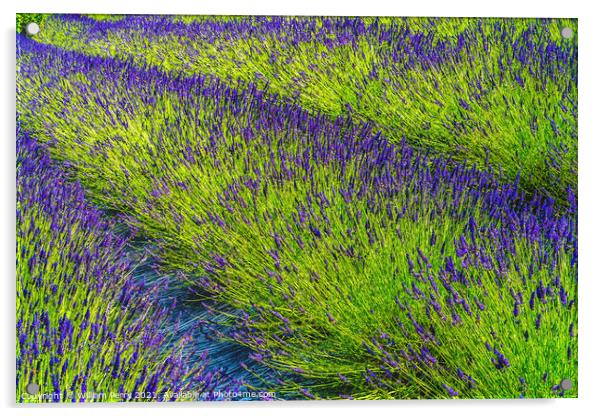 Purple Lavender Blossoms Farm Blooming Patterns Abstract Washing Acrylic by William Perry
