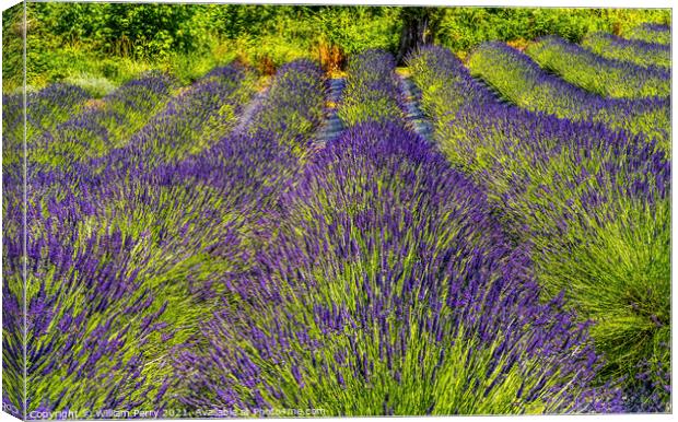 Purple Lavender Blossoms Blooming Farm Washington  Canvas Print by William Perry