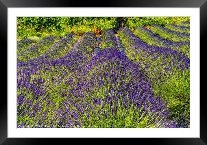 Purple Lavender Blossoms Blooming Farm Washington  Framed Mounted Print by William Perry