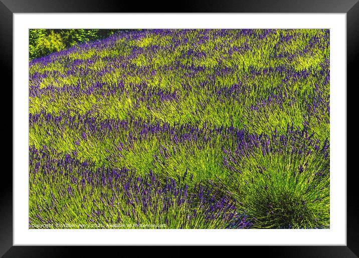 Purple Lavender Blossoms Blooming Patterns Abstract Washington  Framed Mounted Print by William Perry