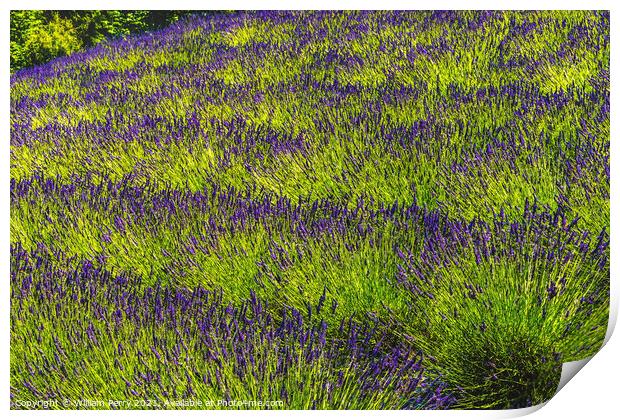 Purple Lavender Blossoms Blooming Patterns Abstract Washington  Print by William Perry