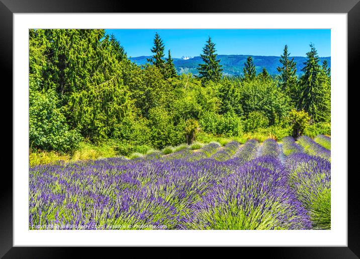 Purple Lavender Blossoms Blooming Farm Washington  Framed Mounted Print by William Perry