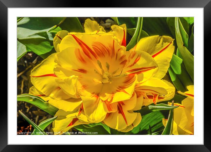 Yellow Red Monsella Tulip Blooming Macro Framed Mounted Print by William Perry