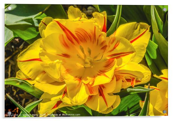 Yellow Red Monsella Tulip Blooming Macro Acrylic by William Perry