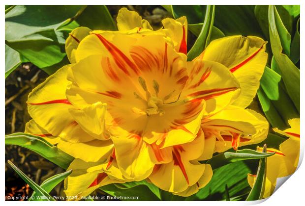 Yellow Red Monsella Tulip Blooming Macro Print by William Perry