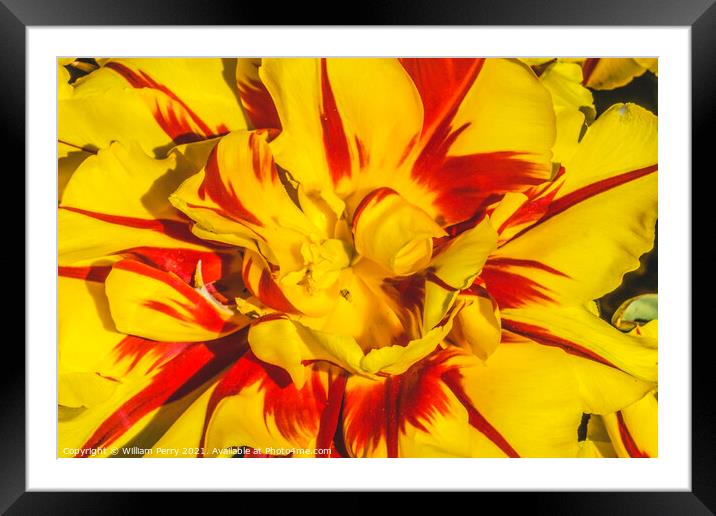 Yellow Red Monsella Tulip Blooming Macro Framed Mounted Print by William Perry