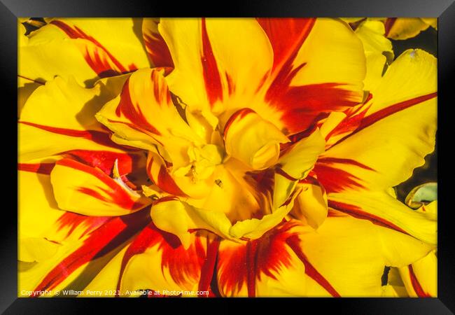 Yellow Red Monsella Tulip Blooming Macro Framed Print by William Perry