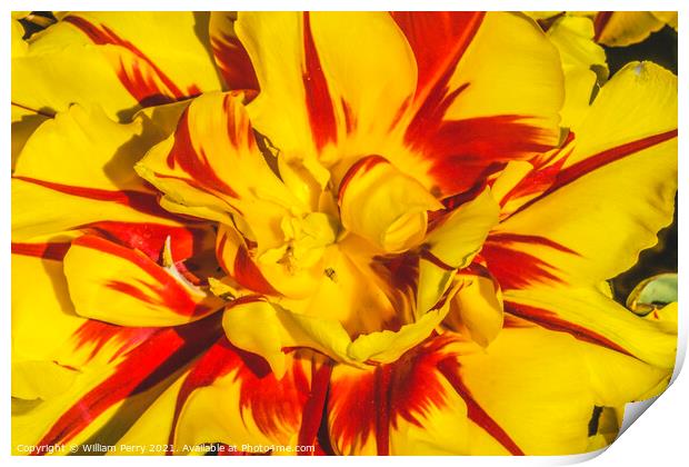 Yellow Red Monsella Tulip Blooming Macro Print by William Perry