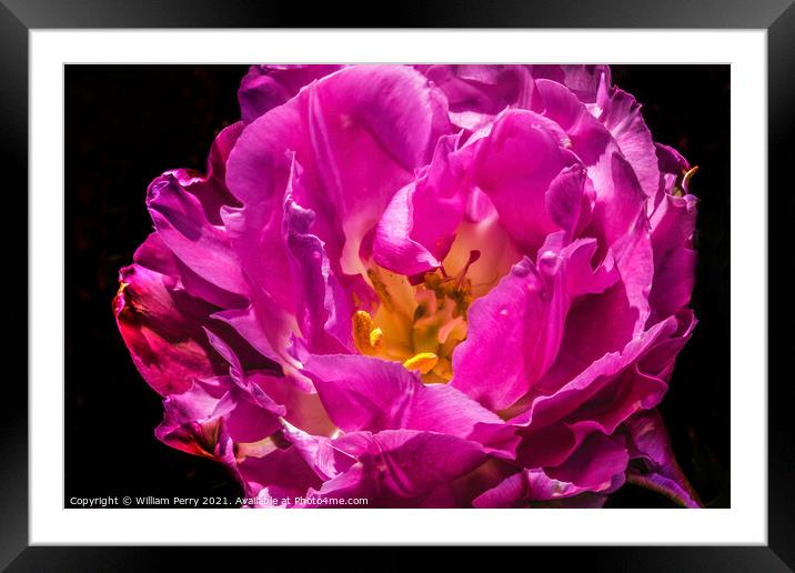 Pink Double Price Tulip Blooming Macro Framed Mounted Print by William Perry