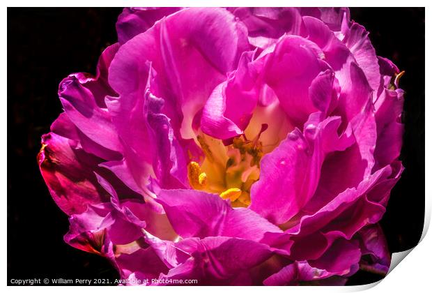 Pink Double Price Tulip Blooming Macro Print by William Perry