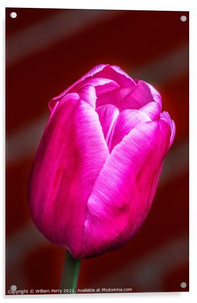 Pink White Darwin Tulip Blooming Macro Acrylic by William Perry