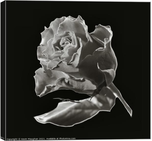 A Rose In Chrome Effect Canvas Print by Kevin Maughan