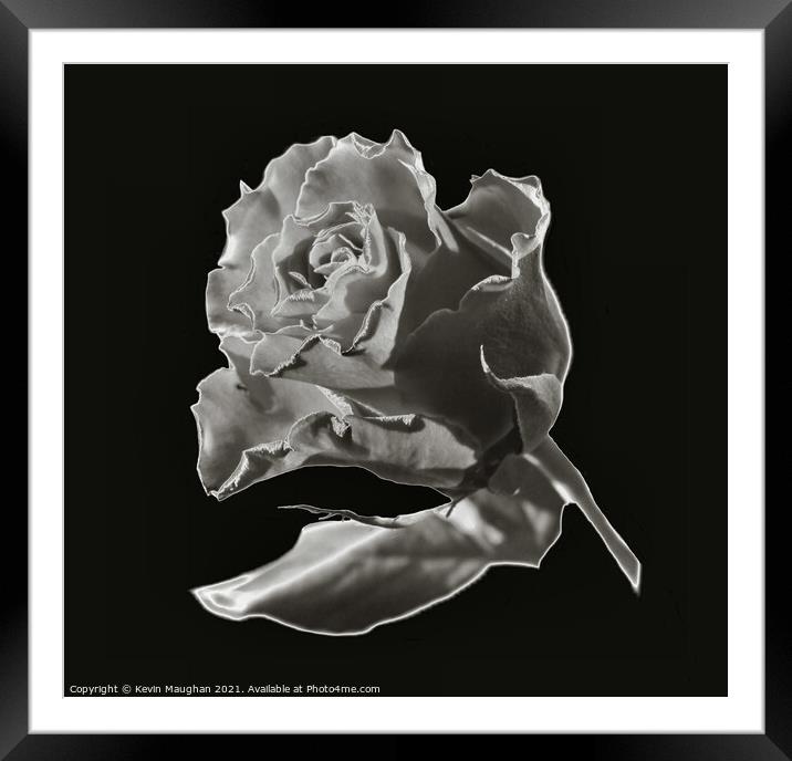 A Rose In Chrome Effect Framed Mounted Print by Kevin Maughan