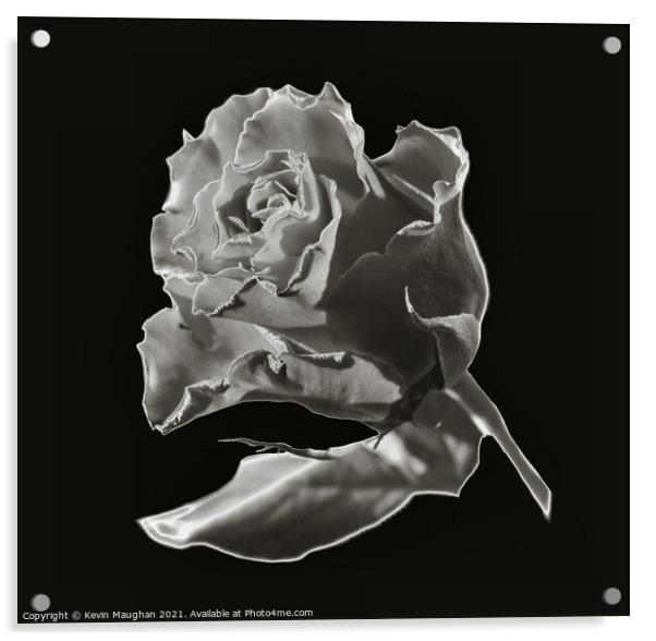 A Rose In Chrome Effect Acrylic by Kevin Maughan