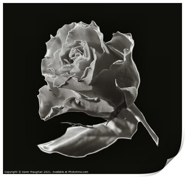 A Rose In Chrome Effect Print by Kevin Maughan
