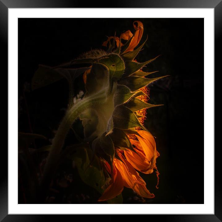 Sunflower fades  Framed Mounted Print by Steve Taylor