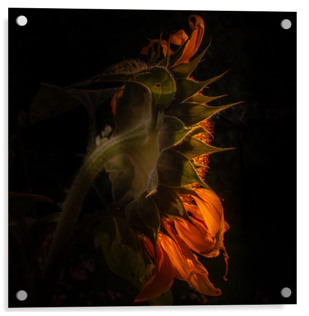 Sunflower fades  Acrylic by Steve Taylor