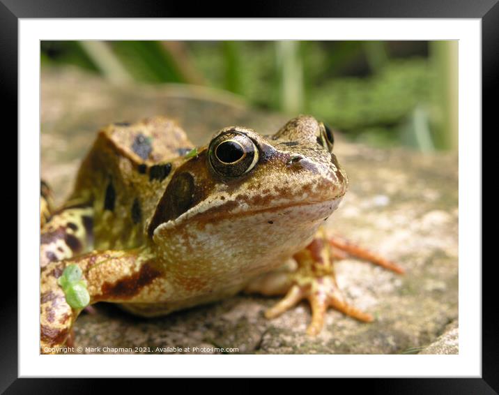 Common Frog closeup Framed Mounted Print by Photimageon UK