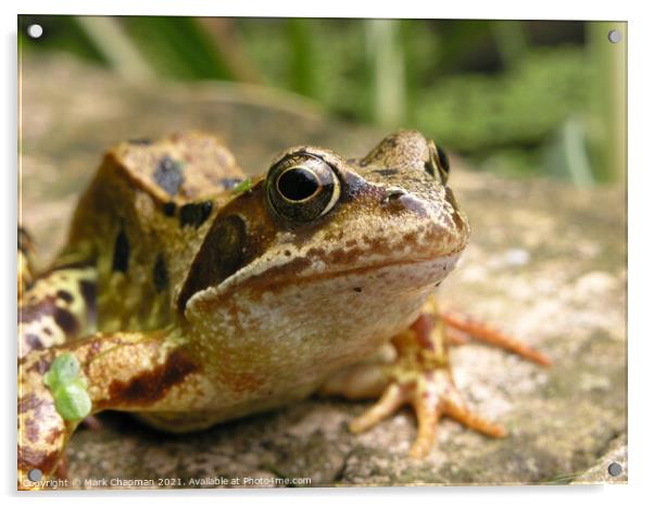 Common Frog closeup Acrylic by Photimageon UK
