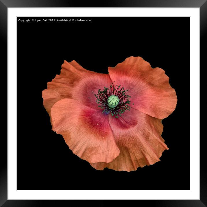 Red Poppy Framed Mounted Print by Lynn Bolt