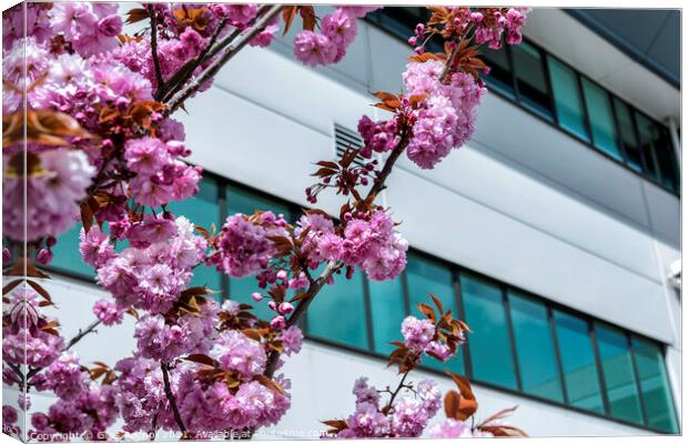 Pink blossom and modern building art Canvas Print by Giles Rocholl