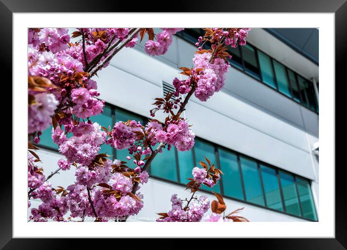 Pink blossom and modern building art Framed Mounted Print by Giles Rocholl