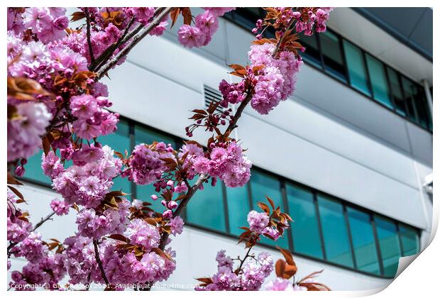Pink blossom and modern building art Print by Giles Rocholl