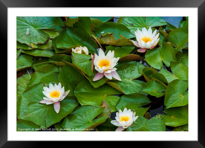 Water lillies and lilly pads Framed Mounted Print by Giles Rocholl