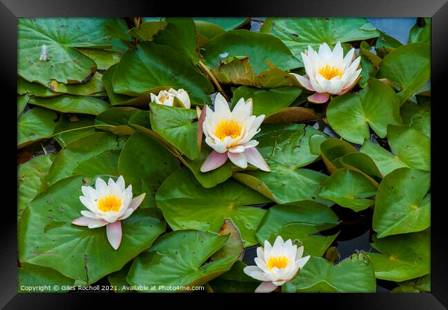 Water lillies and lilly pads Framed Print by Giles Rocholl