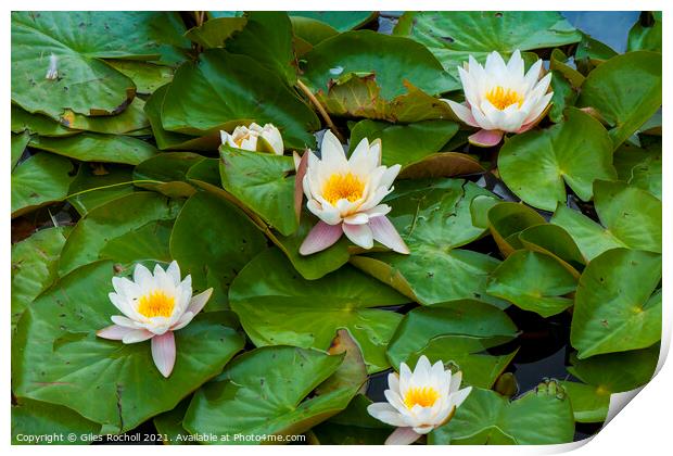 Water lillies and lilly pads Print by Giles Rocholl